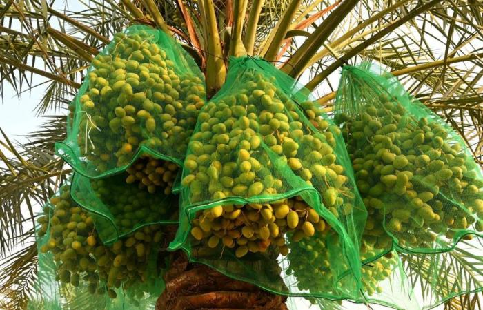 Saudi markets receive over 29 tonnes of seasonal produce from Qatif oasis farms