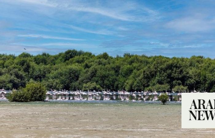 Saudi Arabia ramps up efforts to protect mangrove forests