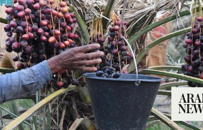 Madinah farmers begin date harvest as season nears peak ripeness of fruit