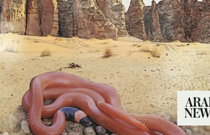 How a newly classified species of snake was discovered in Saudi Arabia’s ancient AlUla oasis