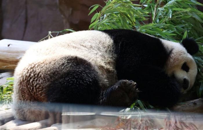 Pandamonium at the zoo as San Diego welcomes cutest new residents