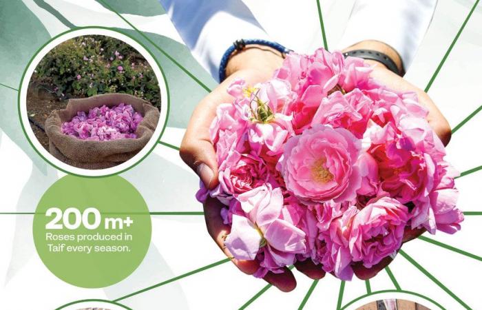 How the sustainable use of water is helping Saudi rose farms bloom into a global industry