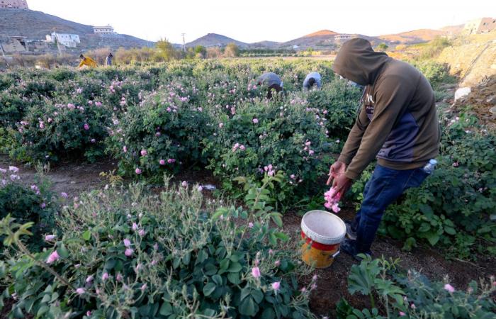 How the sustainable use of water is helping Saudi rose farms bloom into a global industry