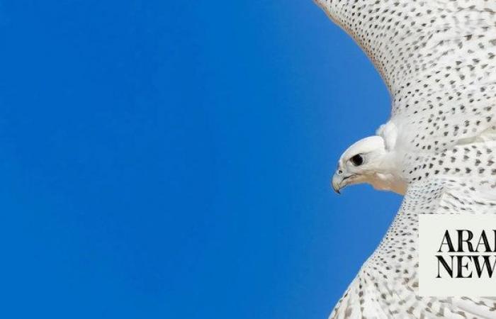 UK farm showcases 45 falcons at Malham event