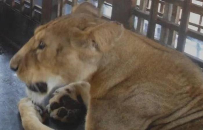 Zookeeper mauled to death by lion in Nigeria