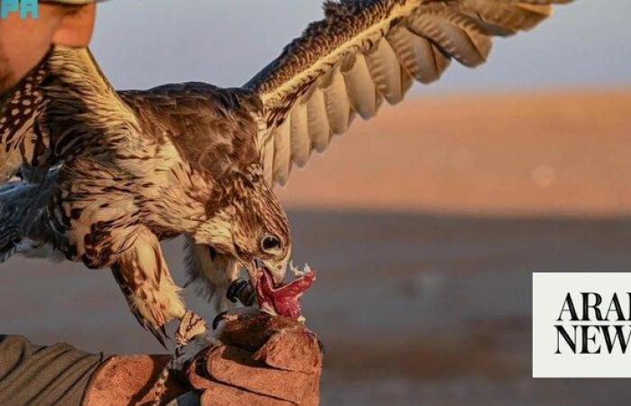 Falconers flock to north Saudi as hunting season begins