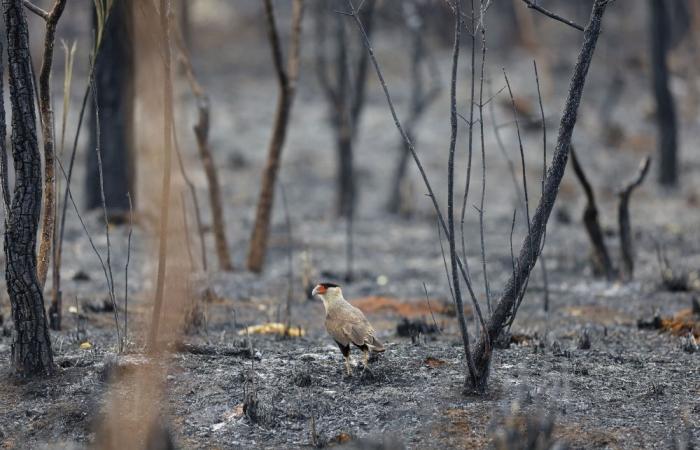 Record 164-day drought grips Brazil’s capital Brasilia, wildfires and heat intensify, ‘orange alert’ issued for critically low humidity