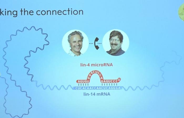 And the 2024 Nobel prize for medicine goes to… Americans Victor Ambros and Gary Ruvkun for microRNA discovery; that started with a 1mm roundworm