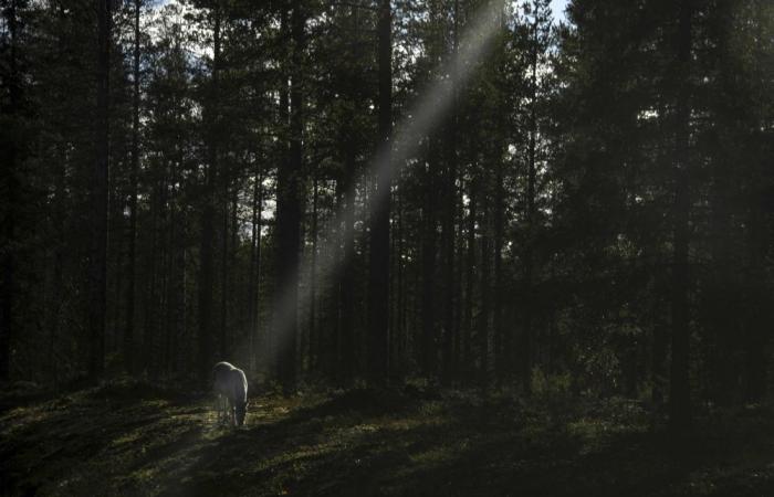 From Indonesia to Bolivia, deforestation shows no signs of slowing with forests nearly the size of Ireland lost in 2023