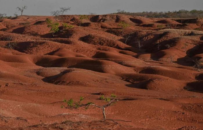 From Indonesia to Bolivia, deforestation shows no signs of slowing with forests nearly the size of Ireland lost in 2023