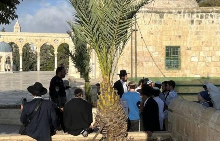 ​​​​​​​1,390 illegal Israeli settlers enter Al-Aqsa Mosque complex during Sukkot celebrations