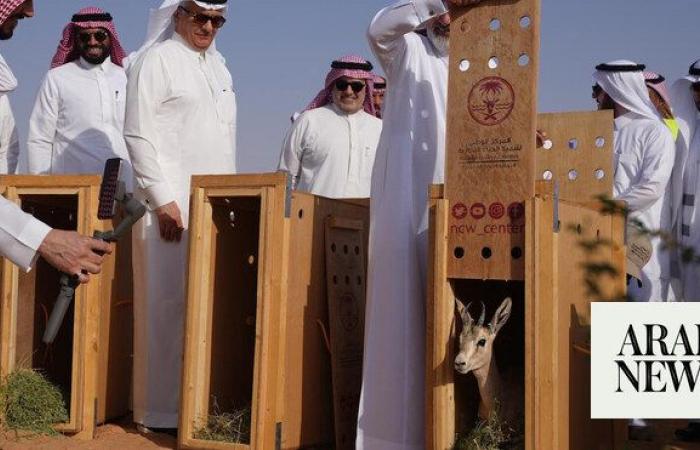 Saudi minister releases 15 gazelles at Buraidah Oasis