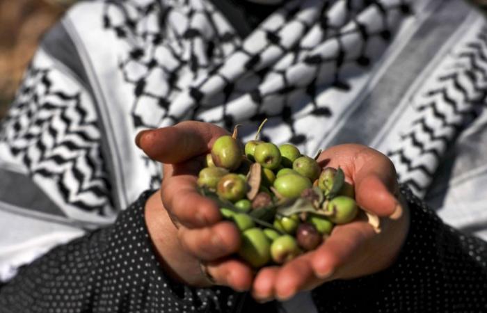 ‘Most dangerous season ever’: Olive harvest in Palestine crippled by conflict, attacks by illegal Israel settlers