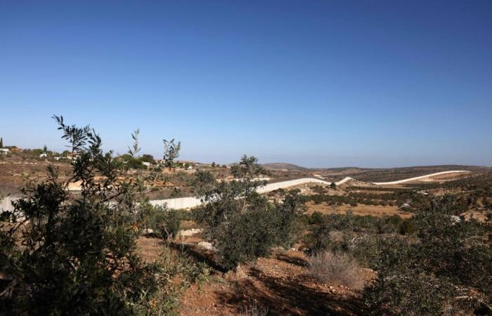 ‘Most dangerous season ever’: Olive harvest in Palestine crippled by conflict, attacks by illegal Israel settlers