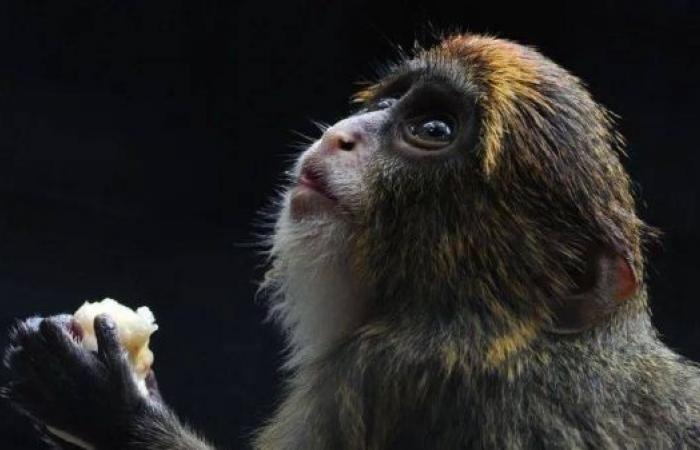 Twelfth monkey dies in HK zoo amid bacterial outbreak