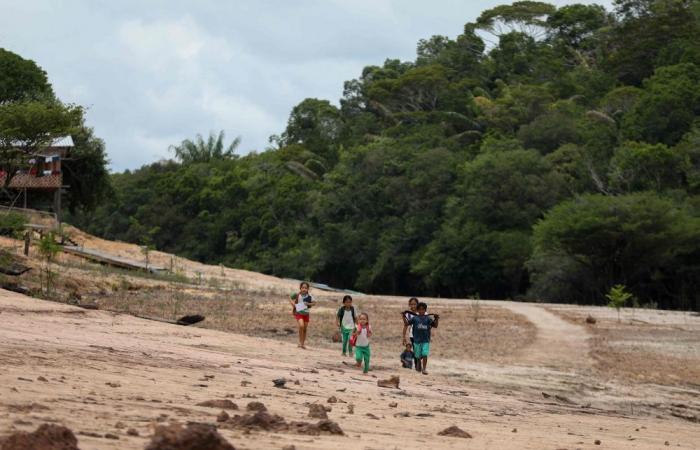 Record Amazon drought across South America leaves 420,000 children without food, water and schooling, Unicef calls for urgent aid