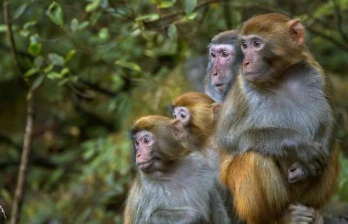 Monkey mayhem in South Carolina after 43 primates escape research facility