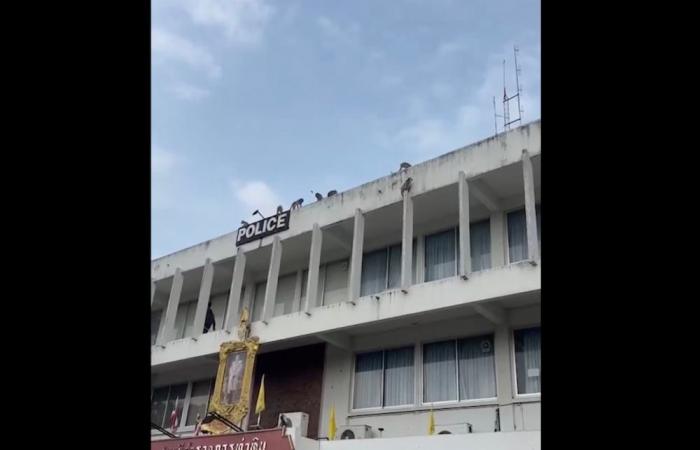 Law and disorder as Thai police station comes under monkey attack (VIDEO)