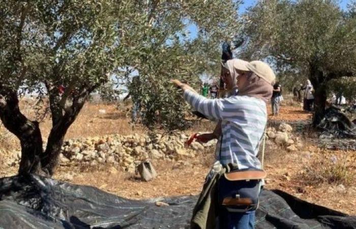 Palestinian olive harvest under threat from Israeli attacks and restrictions