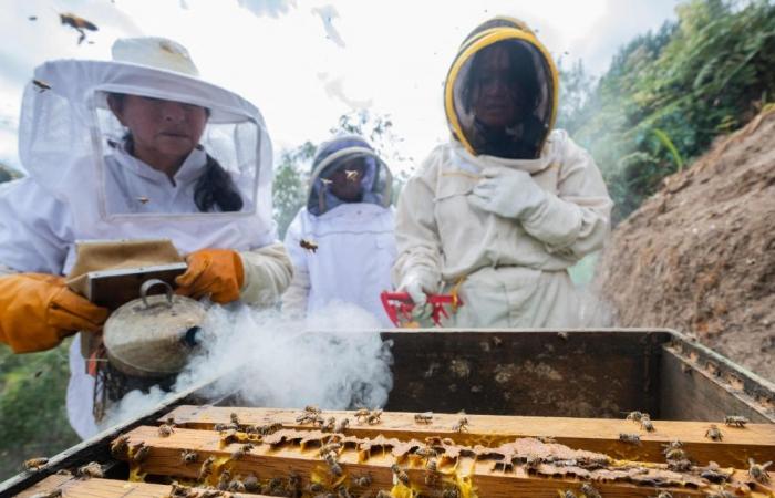 Buzzing barriers: How bees protect Kenyan farms from elephants       