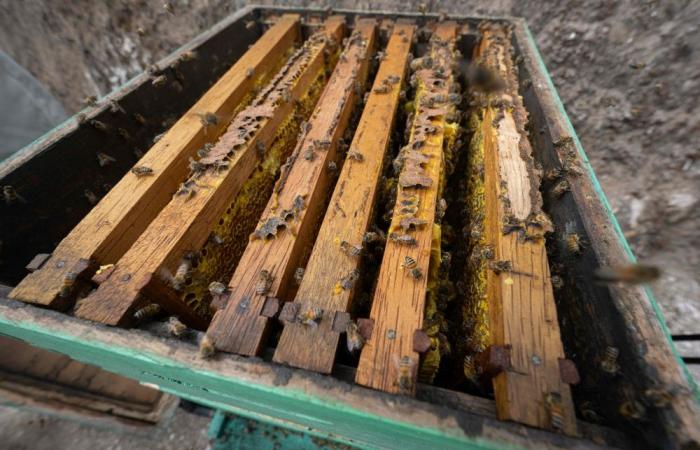 Buzzing barriers: How bees protect Kenyan farms from elephants       