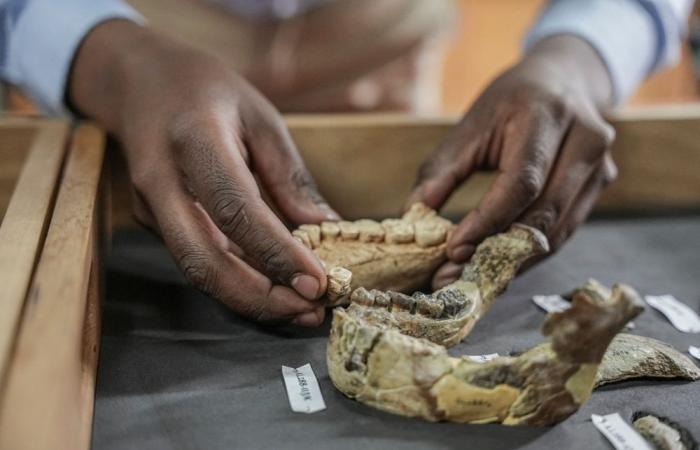 Lucy's secrets: Iconic human ancestor still fascinates 50 years after discovery