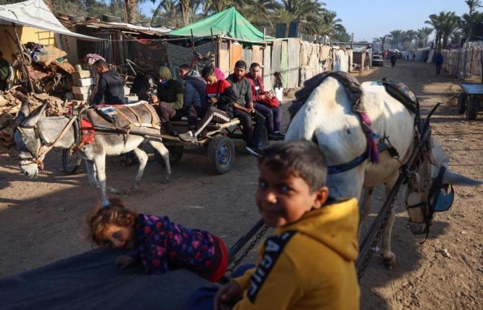 ‘More valuable than gold’: Donkeys become lifelines in war-torn Gaza as fuel and transport collapse