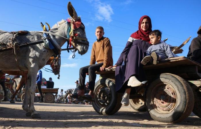 ‘More valuable than gold’: Donkeys become lifelines in war-torn Gaza as fuel and transport collapse