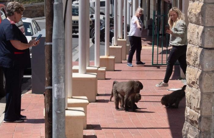 ‘They’ve become so bold now’: Tensions peak as baboons push into Cape Town’s urban spaces, seeking food