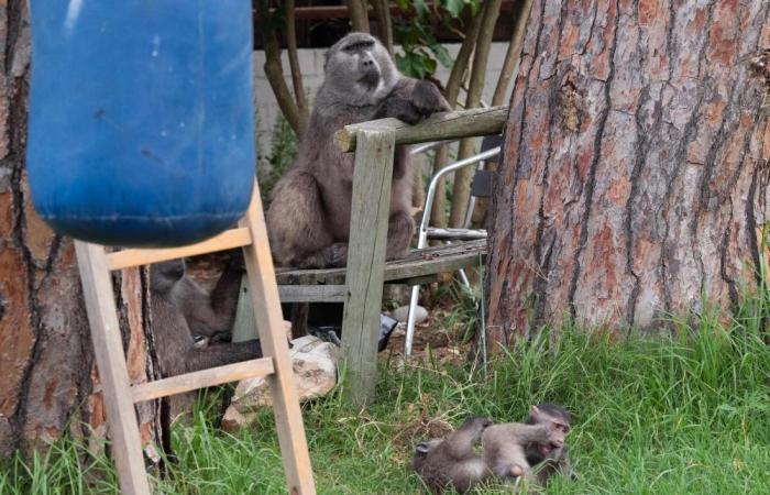 ‘They’ve become so bold now’: Tensions peak as baboons push into Cape Town’s urban spaces, seeking food