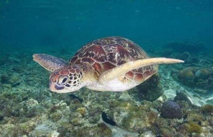 Three dead and dozens sick after eating sea turtle stew in Philippines