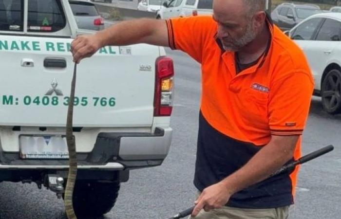 Australian woman finds deadly tiger snake at her feet while driving 80 km per hour