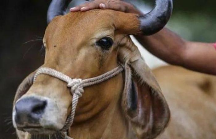 Indian state bans eating beef in public