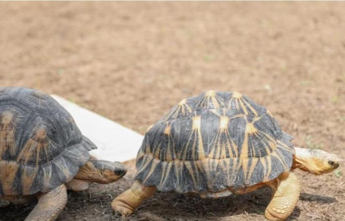 Chennai customs foil attempt to smuggle over 5,000 red-eared turtles from Malaysia, two arrested 