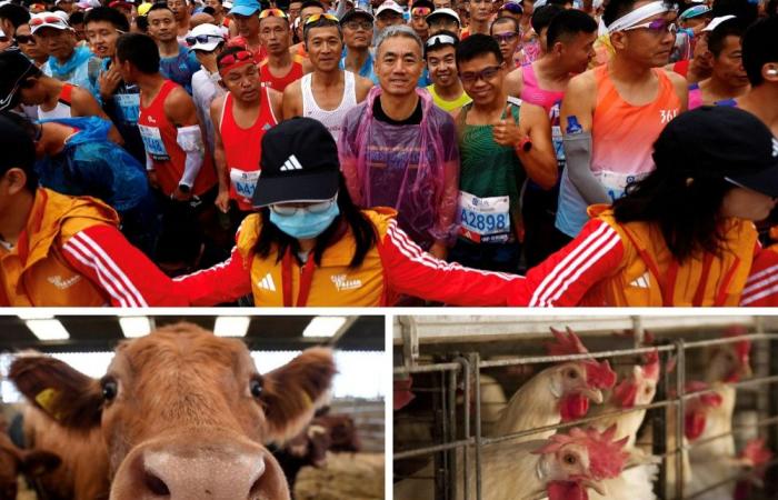 Run for the cow, fish, or fowl: China’s marathon gets wild with animal prizes