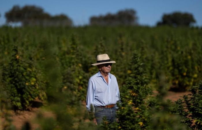 Growing demand: Portugal dreams of becoming medical cannabis hub