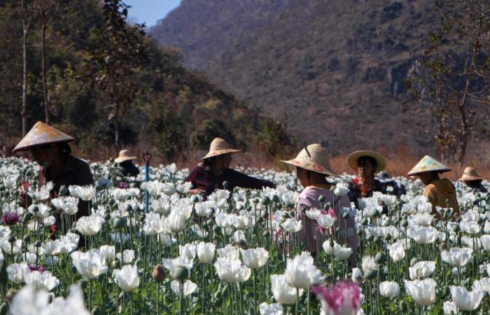 Myanmar’s opium harvest declines for first time since 2021 coup but remains a global leader, UN reports