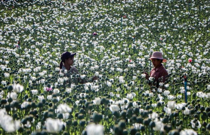 Myanmar’s opium harvest declines for first time since 2021 coup but remains a global leader, UN reports