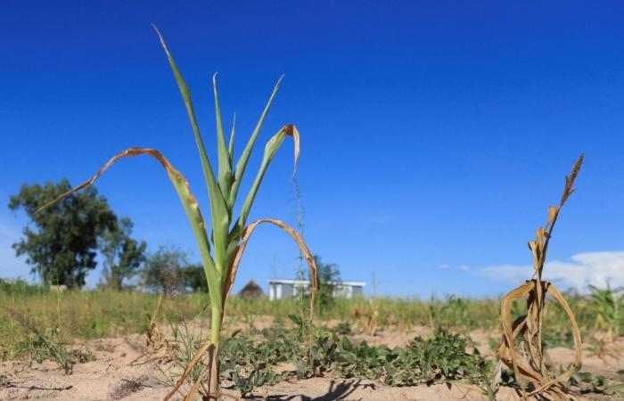 Saudi-hosted UN falls short as talks fail to secure drought protocol, focus shifts to COP17 in 2026