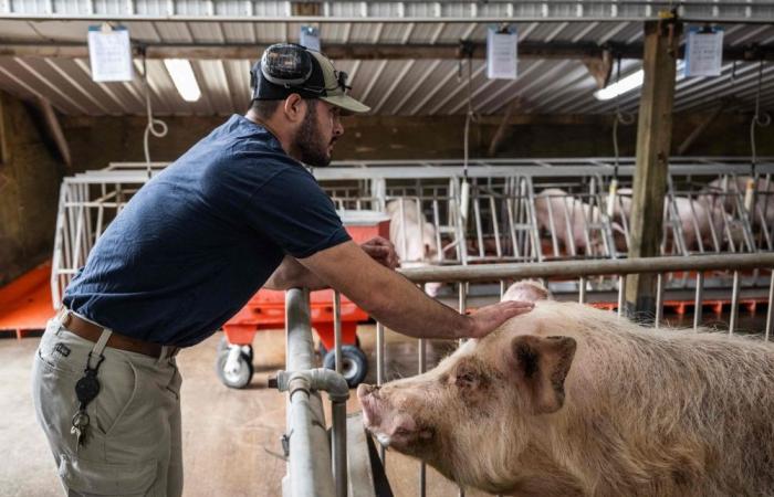 Xenotransplantation: A US farm breeds pigs for human kidney transplants that may one day sell for US$1m per organ