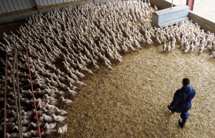 France declares itself bird flu-free after a month without outbreaks, remains on high alert for virus spreading rapidly in Europe