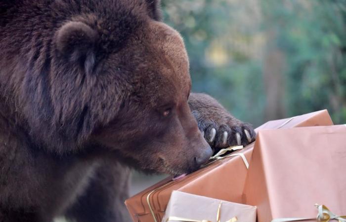 Fukushima bear finds its spot under kotatsu, leaves homeowner in cold sweat