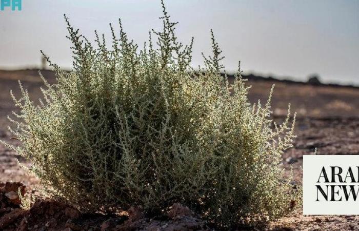 Salsola, the camels’ favorite food, plays a big role in fighting desertification