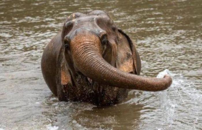 'Stressed' elephant gores Spanish tourist to death in Thailand