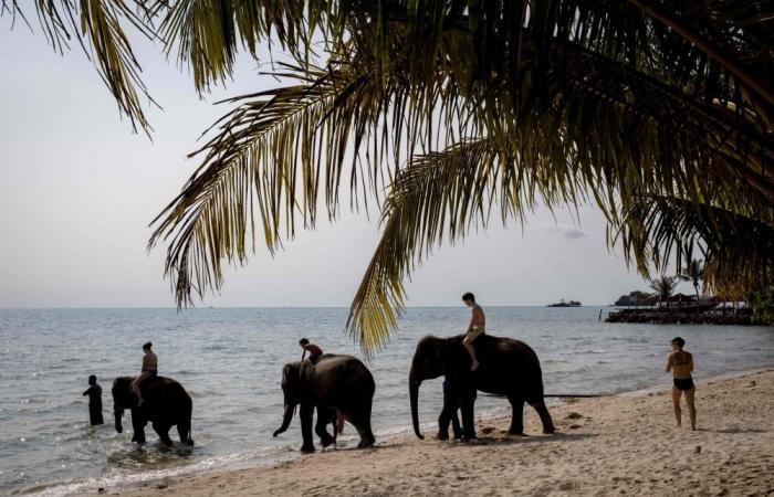 Spanish tourist killed by ‘panic-stricken’ elephant at Thai sanctuary, sparking safety concerns