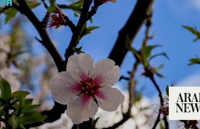 Al-Baha almond season flourishes with vibrant blooms