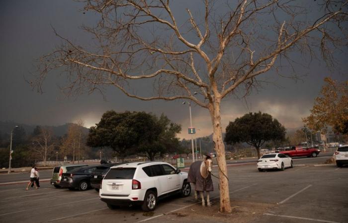 Burned, broken, but not alone: The heartbreaking rescues of animals left behind in the LA fires