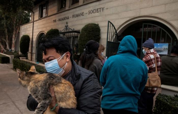 Burned, broken, but not alone: The heartbreaking rescues of animals left behind in the LA fires