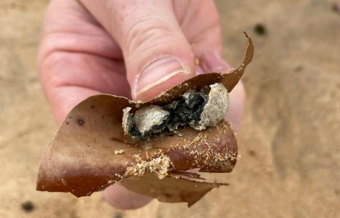 Sydney closes nine beaches as mysterious marble-sized white, grey balls wash up on shore (VIDEO)