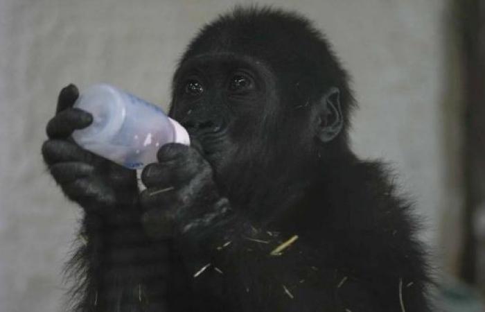 Baby gorilla rescued from cargo hold of Turkish Airlines plane